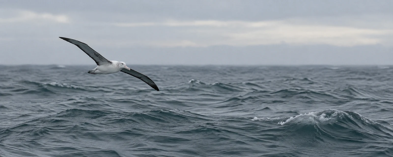 A white-and-charcoal albatross glides low over a rolling slate-grey ocean beneath a pale overcast sky, with open water stretching to the right.