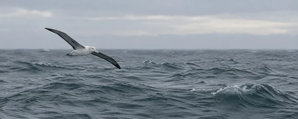A white-and-charcoal albatross glides low over a rolling slate-grey ocean beneath a pale overcast sky, with open water stretching to the right.