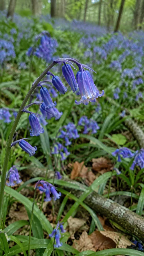 A curved stem of blue-violet bluebells rises above a woodland carpet of flowers and green leaves, with brown fallen leaves and a branch crossing the lower…