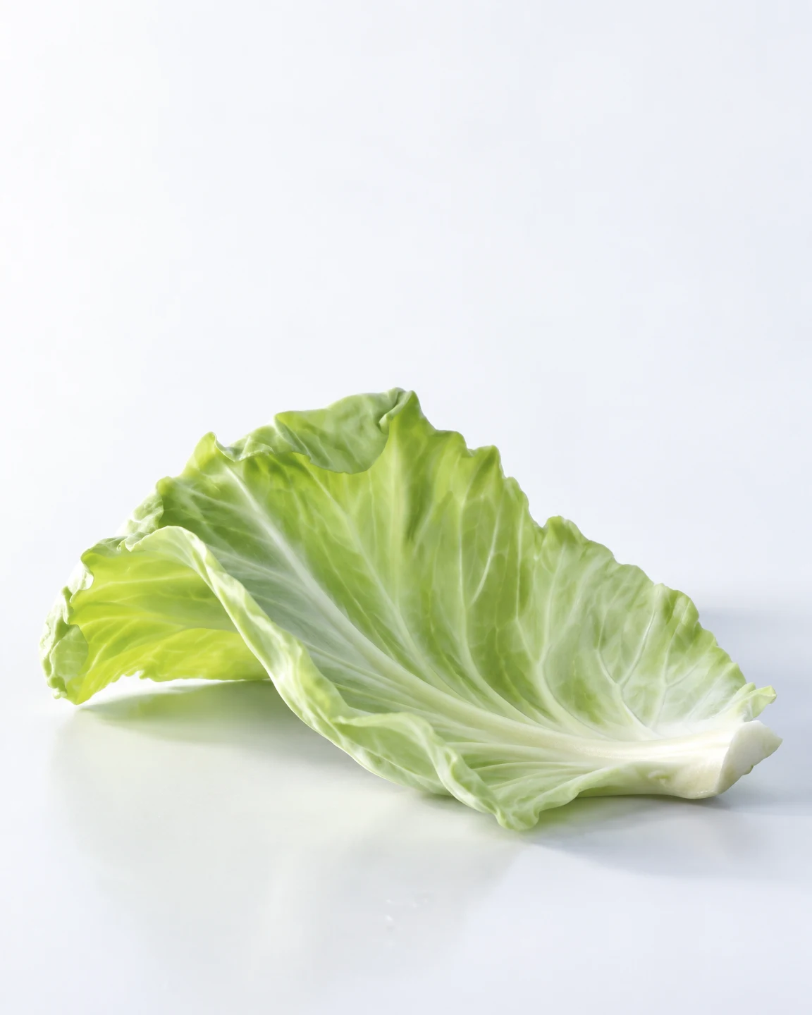 A single pale-green cabbage leaf rests on a bright white surface, its broad veined blade curving upward above a thick white rib, with ample blank space above.