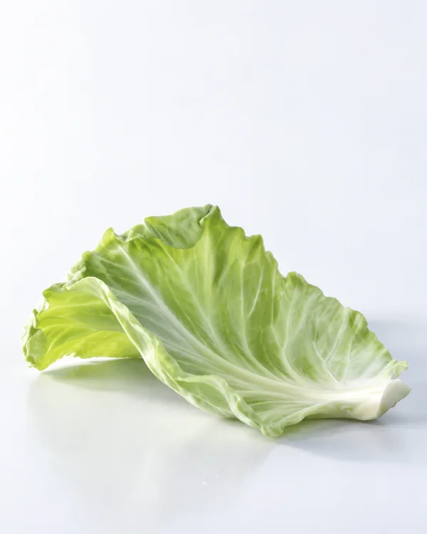 A single pale-green cabbage leaf rests on a bright white surface, its broad veined blade curving upward above a thick white rib, with ample blank space above.