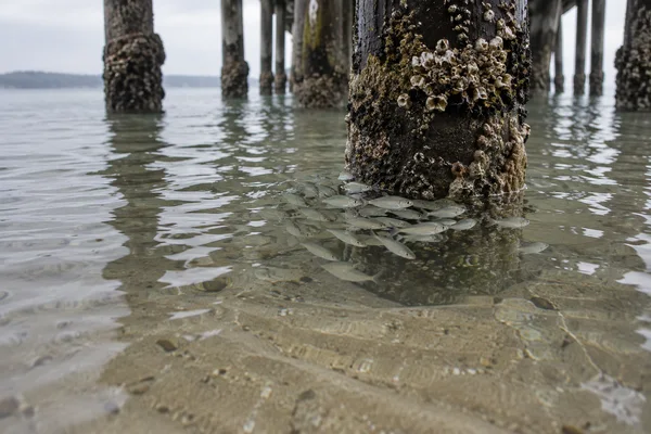 A small shoal of silvery fish clusters beneath a barnacle-covered wooden pier piling in shallow water, with rows of timber supports receding behind them and…