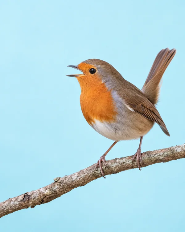A European robin with an orange-red breast perches on a rough diagonal twig against a pale cyan background, facing left with its beak open and tail raised.