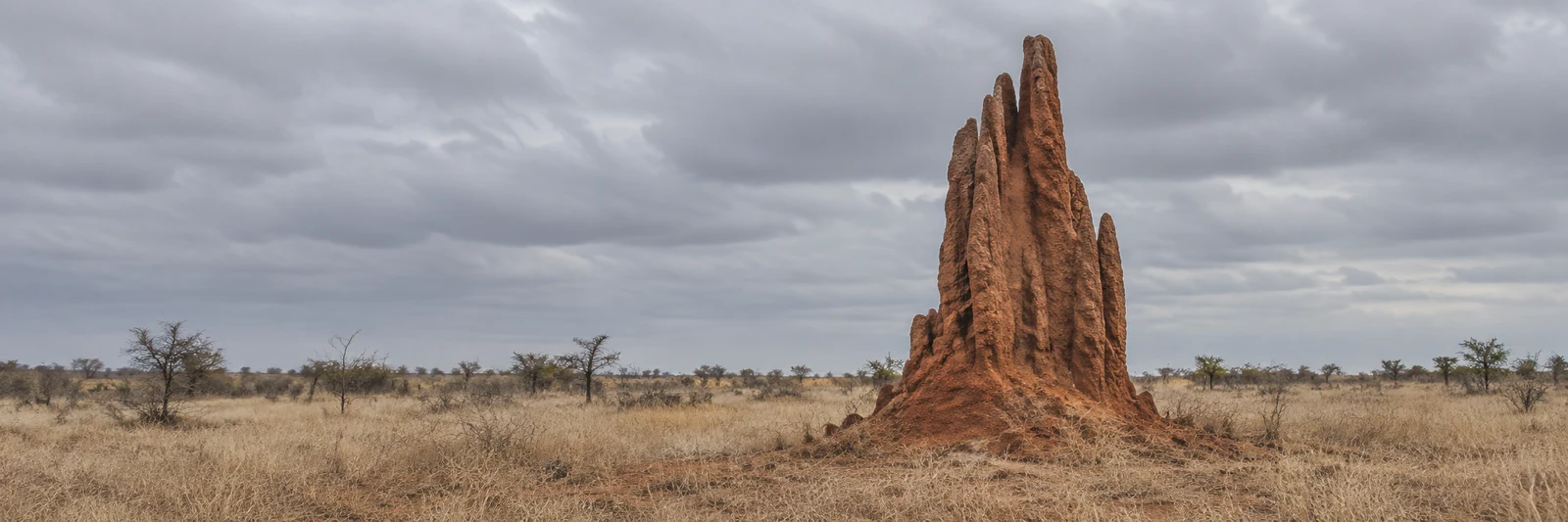 A tall, spired ochre-red mound rises from pale dry grass on a flat savanna plain, with sparse thorn scrub along the low horizon beneath a broad grey overcast…