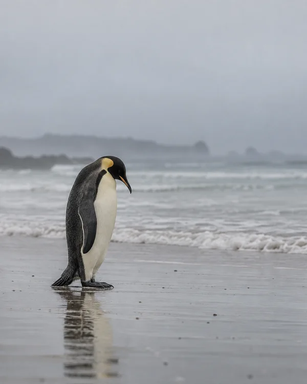 A black-and-white penguin with a warm yellow patch stands with its head bowed on wet sand, its reflection visible below.