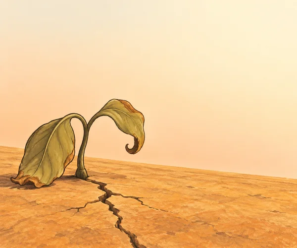 A small wilted plant with two oversized olive-brown leaves grows from cracked ochre ground beneath a broad cream-to-apricot sky.
