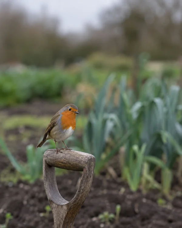 A European robin with an orange-red breast perches on the wooden D-shaped grip of an upright garden spade.