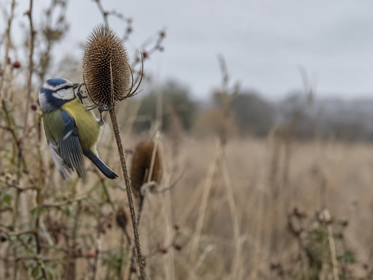 A blue-and-yellow tit grips the side of a dry teasel seed head, its beak touching the seed head, against a softly blurred meadow and pale sky.