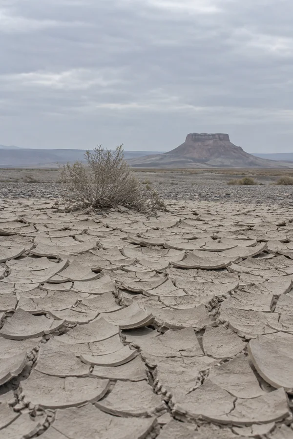 A brittle shrub stands on a cracked clay desert wash, with a gravel plain and a distant flat-topped butte beneath a cloudy pale sky.