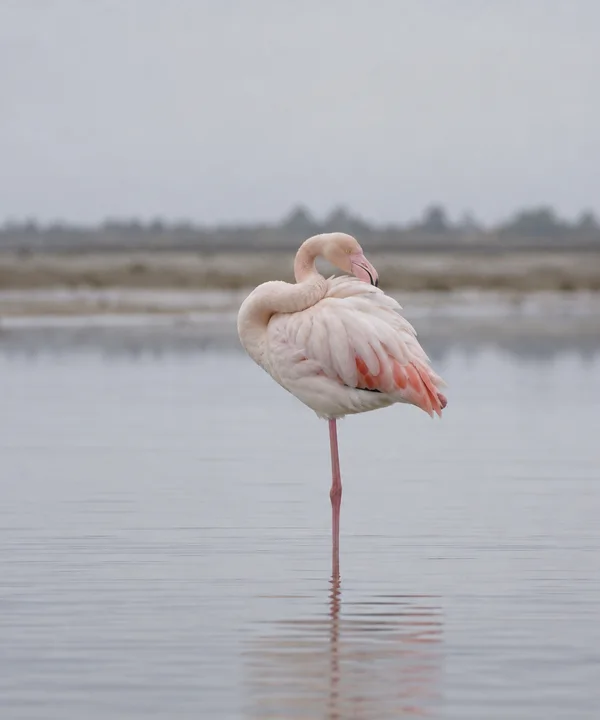A pale pink greater flamingo stands on one leg in silvery lagoon water, its neck curled back and bill tucked into its feathers.