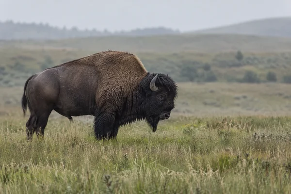 A single dark brown American bison stands side-on in tawny-green prairie grass, its head lowered slightly against a softly blurred grassland and pale grey sky.