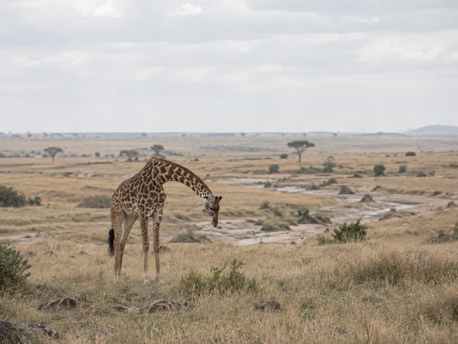 A single giraffe stands left of center on pale golden savanna grass, bending its neck toward the ground.