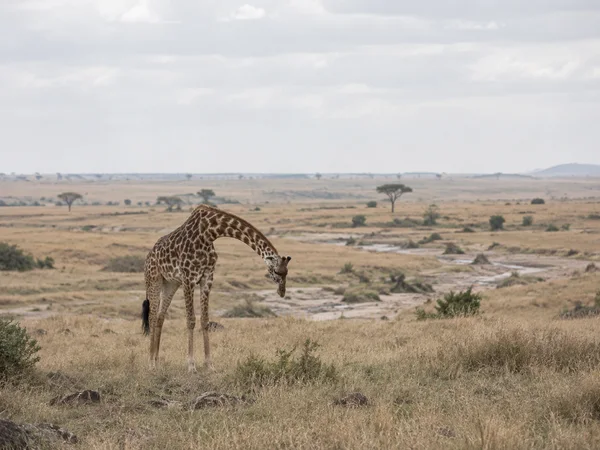 A single giraffe stands left of center on pale golden savanna grass, bending its neck toward the ground.