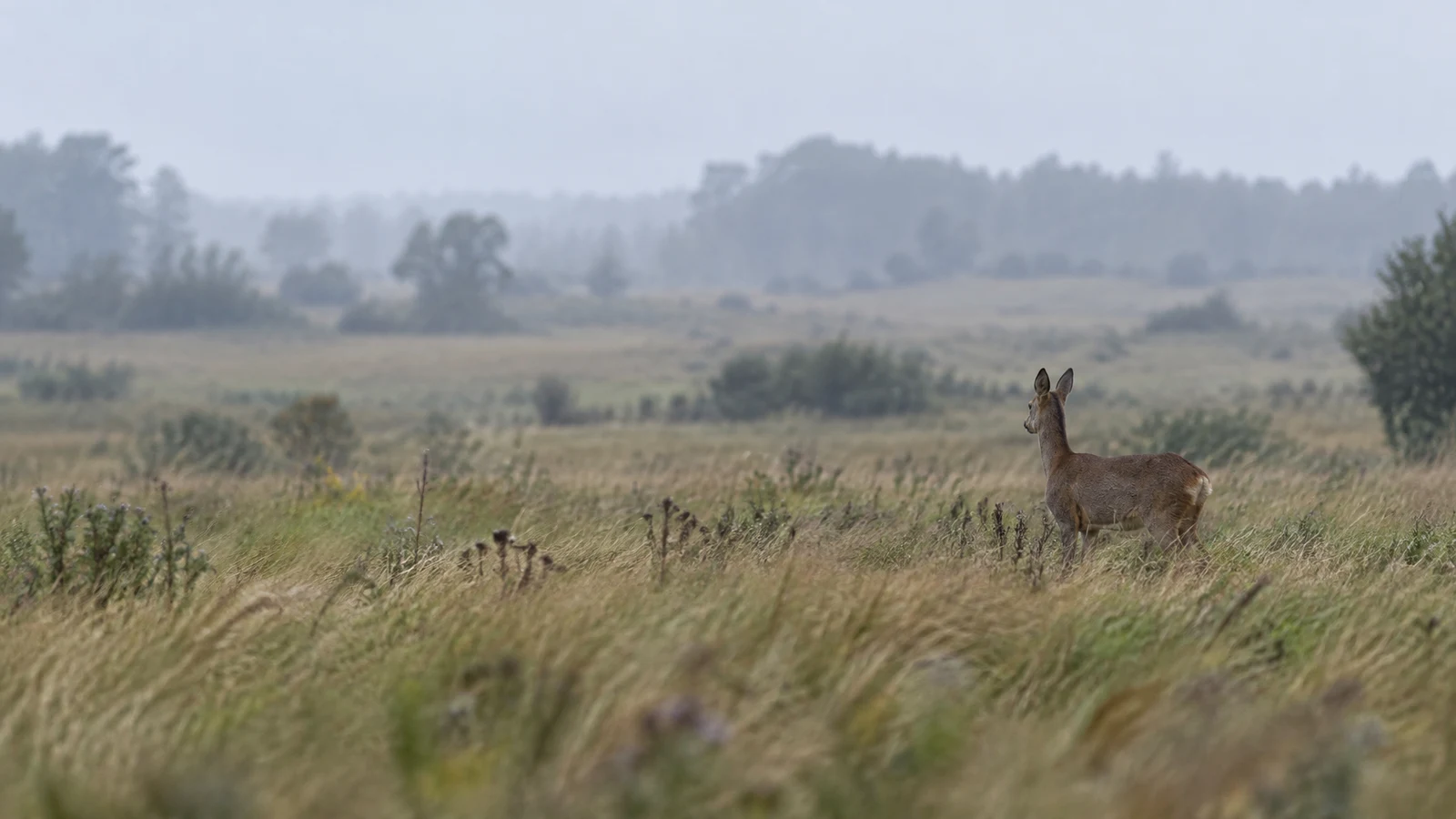 A roe deer stands in tawny-green grass on the right side of a broad meadow, looking toward a soft, misty tree line beneath an overcast sky.