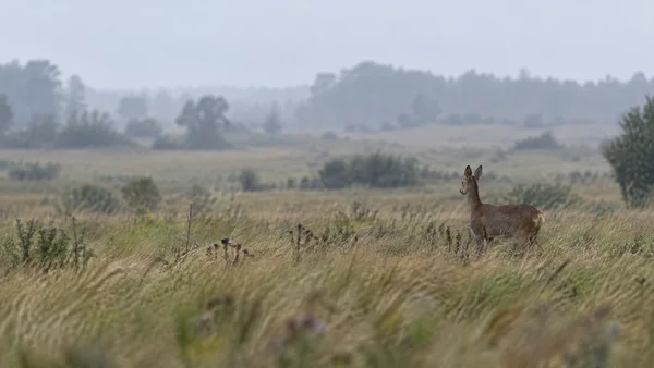 A roe deer stands in tawny-green grass on the right side of a broad meadow, looking toward a soft, misty tree line beneath an overcast sky.