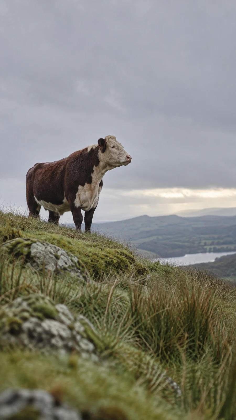 A dark brown and cream cow stands on a grassy ridge, looking across a valley beneath a broad pale grey sky.