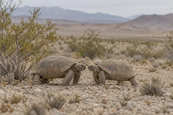 Two earth-brown desert tortoises face one another on pale gravel beside a large shrub, with low desert vegetation and muted ridges fading into the background.