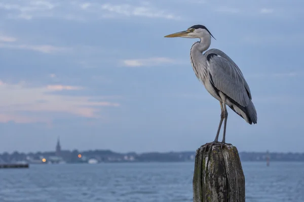 A grey heron stands on a weathered timber piling above harbour water, facing left against a muted blue dusk sky; distant shoreline lights are visible near the…