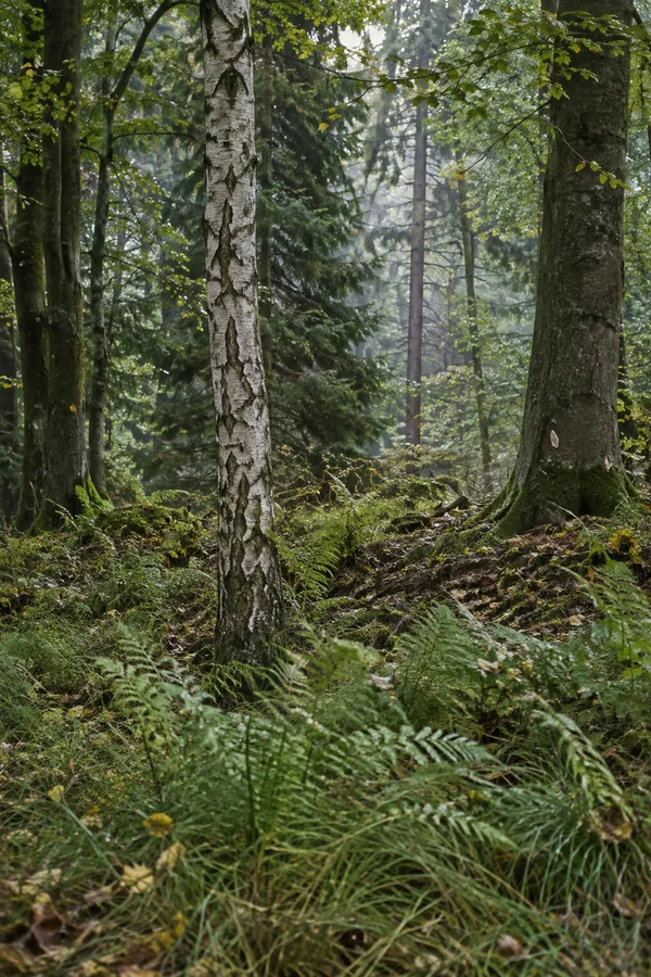 A pale silver birch stands slightly left of centre in a dense woodland glade, surrounded by darker trunks, ferns, grasses and leaf litter, with a hazy…
