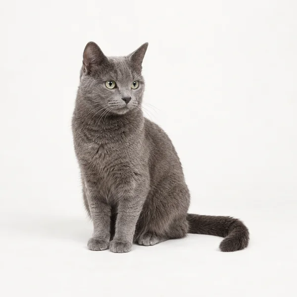 A grey short-haired cat sits on an off-white studio background, looking slightly left with its tail curved along the floor to its right.