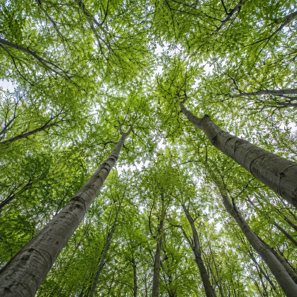 View straight up through tall, smooth grey trunks into a dense canopy of fresh green leaves, with pale sky showing through the branches.