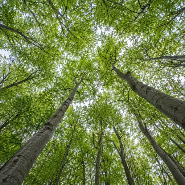 View straight up through tall, smooth grey trunks into a dense canopy of fresh green leaves, with pale sky showing through the branches.