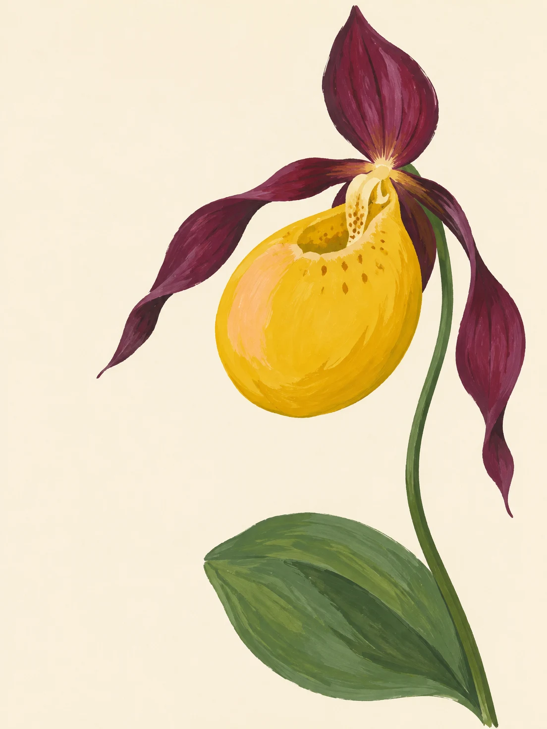A large golden slipper orchid with long plum petals grows on a curved green stem above one broad green leaf against a warm cream background.