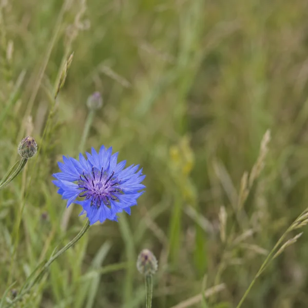 A blue cornflower in full bloom sits in the lower-left area of a square meadow photograph, with a curved stem and several unopened buds among softly blurred…
