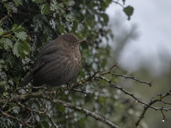 A fluffed brown blackbird perches on rain-beaded hawthorn branches beneath wet hedge foliage, with a soft grey sky gap in the background.