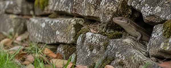 A bronze-brown skink emerges from a gap in a lichen-covered dry-stone wall, its head raised above the stones.
