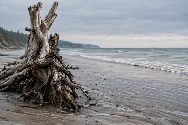 A weathered driftwood root rises from wet rippled sand in the foreground of a quiet beach, with a small strand of kelp at its base, a thin line of surf, and a…