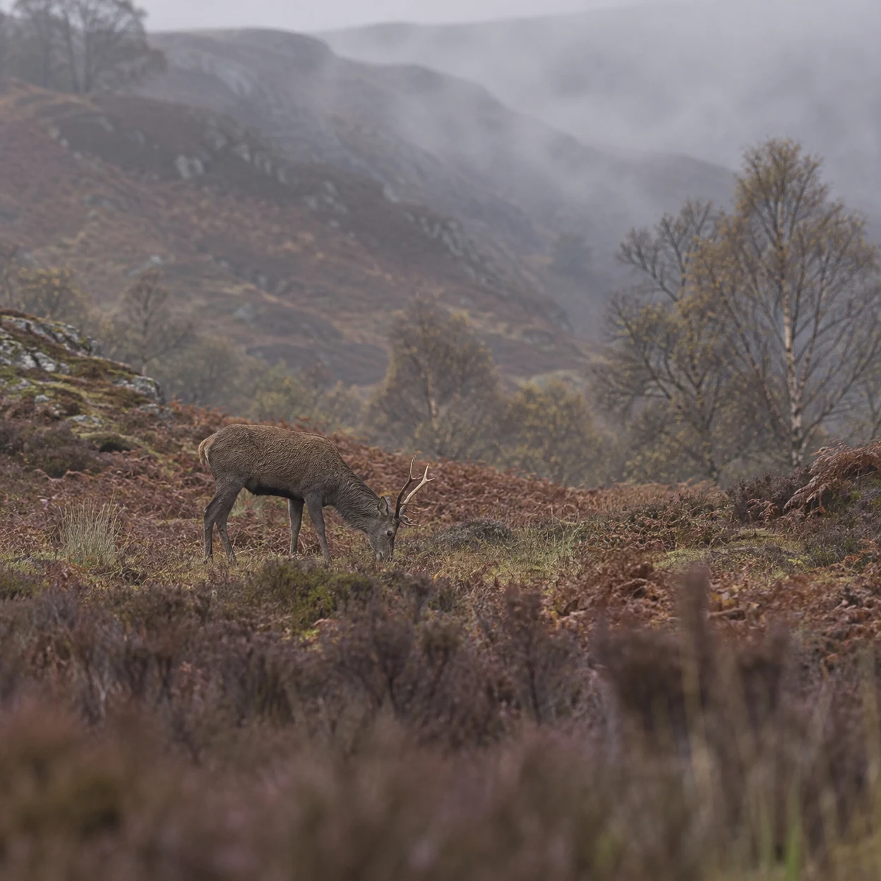A young red deer stag grazes side-on among rust-brown bracken and heather, with misty hills and scattered birch trees behind it.