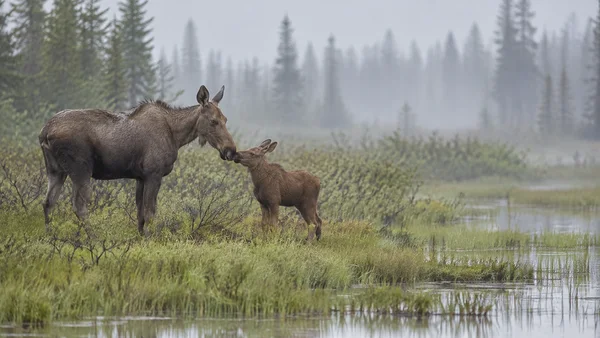 A cow moose touches noses with her calf in a sedge wetland, with shallow water and willow scrub in the foreground and misty spruce trees in the background.