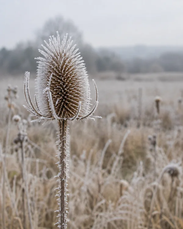 A frost-coated teasel seed head and upright stem stand in a pale, dried meadow, with grasses and other seed heads blurred behind it.