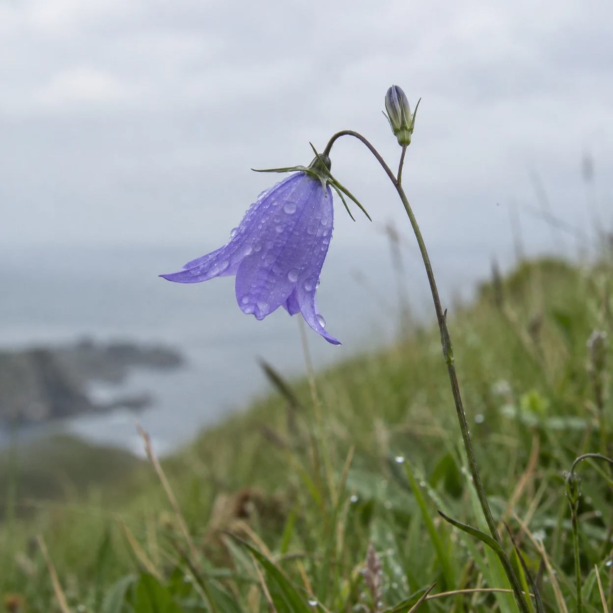 A dew-covered blue-violet harebell hangs from a curved stem above blurred coastal grasses, with an unopened bud rising nearby against a pale grey sky.