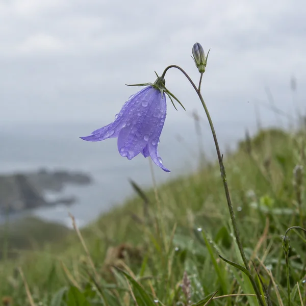 A dew-covered blue-violet harebell hangs from a curved stem above blurred coastal grasses, with an unopened bud rising nearby against a pale grey sky.