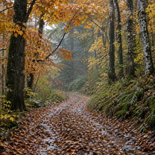 A damp woodland track covered in wet fallen leaves curves into a misty autumn forest beneath amber and yellow foliage, with dark trunks, pale birch bark and…