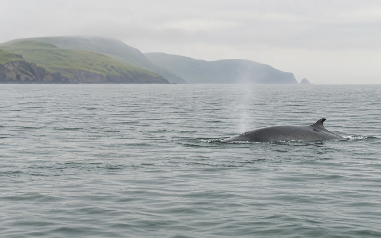 A dark grey whale surfaces in slate-coloured coastal water, with its arched back and small dorsal fin above the waves and a faint plume of mist overhead; a…