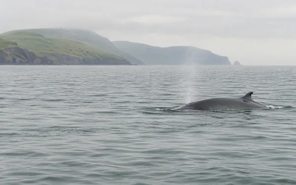 A dark grey whale surfaces in slate-coloured coastal water, with its arched back and small dorsal fin above the waves and a faint plume of mist overhead; a…