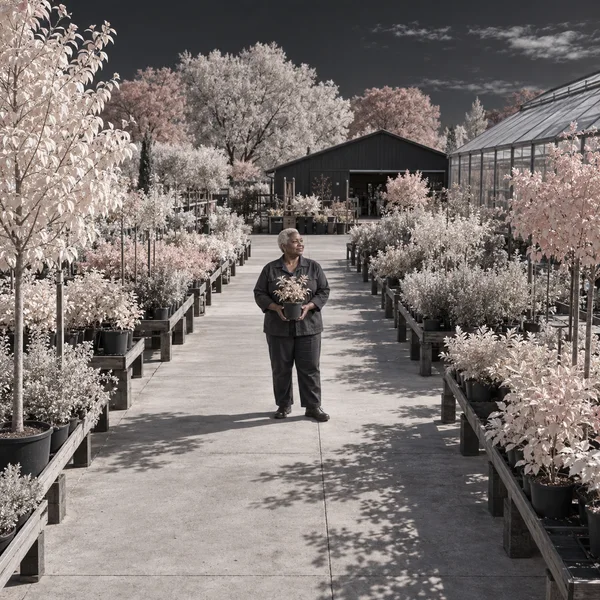 A woman in dark work clothes holds a small potted sapling in the center of a concrete aisle lined with benches of pale, pink-tinged foliage; a dark nursery…