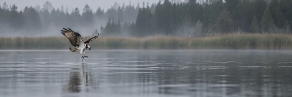 A brown-and-white osprey hovers low over a grey lake, head angled down and talons near the water, with a misty reed-lined shore and dark conifers in the…