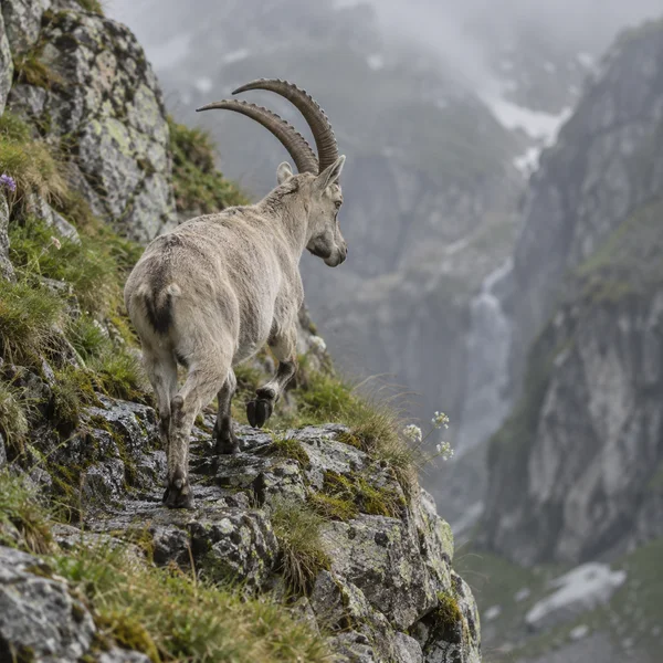 A pale grey-cream mountain goat with long curved horns steps along a rocky ledge dotted with grass and small flowers, with a misty mountain gully blurred in…