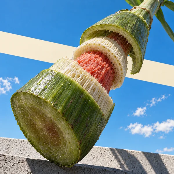 A large green plant stem is shown in separated layers, with a pale fibrous ring and coral-red interior, against a blue sky and cream band above a concrete…