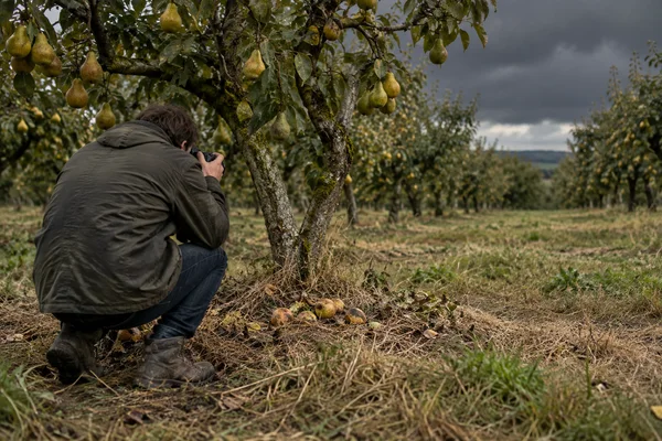 A crouching photographer in a weathered dark jacket aims a camera toward several fallen pears beneath a tree in a small orchard, with rows of trees and storm…