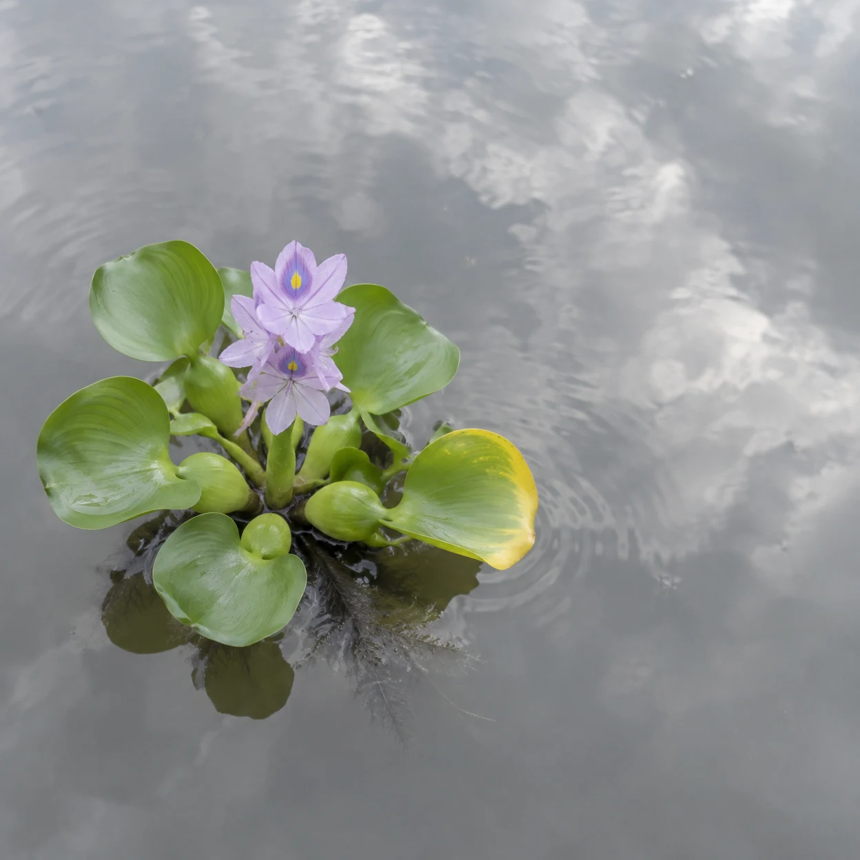 Overhead view of a water hyacinth floating on grey pond water, with glossy green leaves, one yellowing leaf edge, lavender flowers, and submerged roots visible…