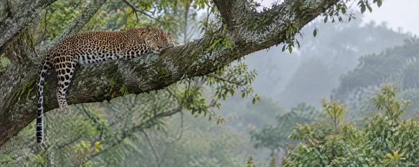 A leopard rests along a thick, moss-covered tree branch, its head low near its forepaws and one hind leg and long tail hanging down.