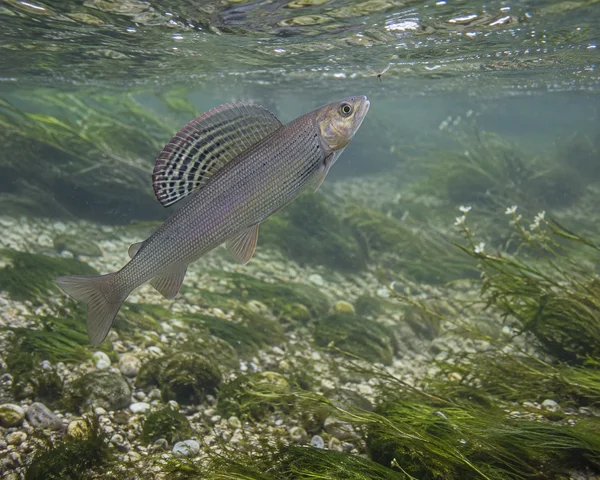 A silvery grayling with a tall, spread dorsal fin rises toward a small mayfly just below the rippled surface of a clear stream.