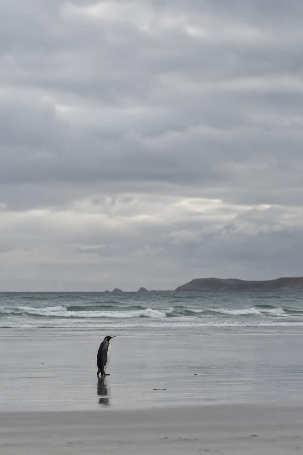 A lone black-and-white penguin with yellow markings stands on reflective wet sand, facing the surf beneath a broad overcast sky; low waves and a distant dark…