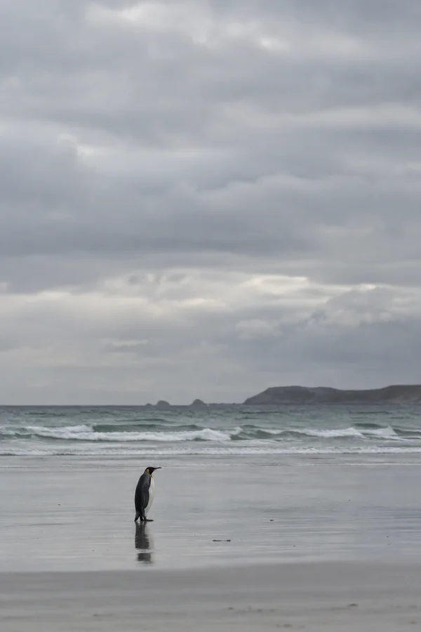A lone black-and-white penguin with yellow markings stands on reflective wet sand, facing the surf beneath a broad overcast sky; low waves and a distant dark…