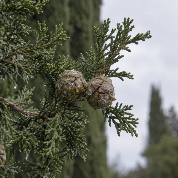 Two wet, round brown cypress cones sit side by side among dark green scale-like foliage, with a softly blurred pale sky and dark vertical shapes behind them.